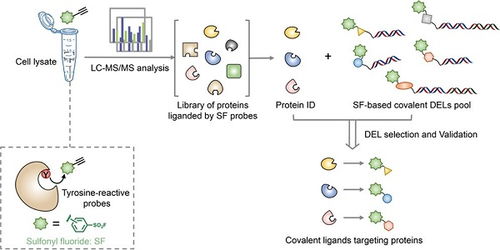 開(kāi)發(fā)ABPP Codel技術(shù)用于發(fā)現(xiàn)靶向酪氨酸的苗頭化合物